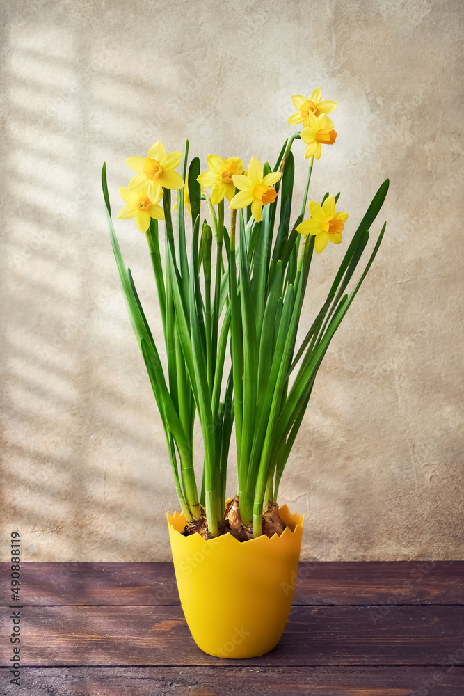 Yellow narcissus or daffodil flowers grow in a yellow flower pot. Spring concept, copy space.