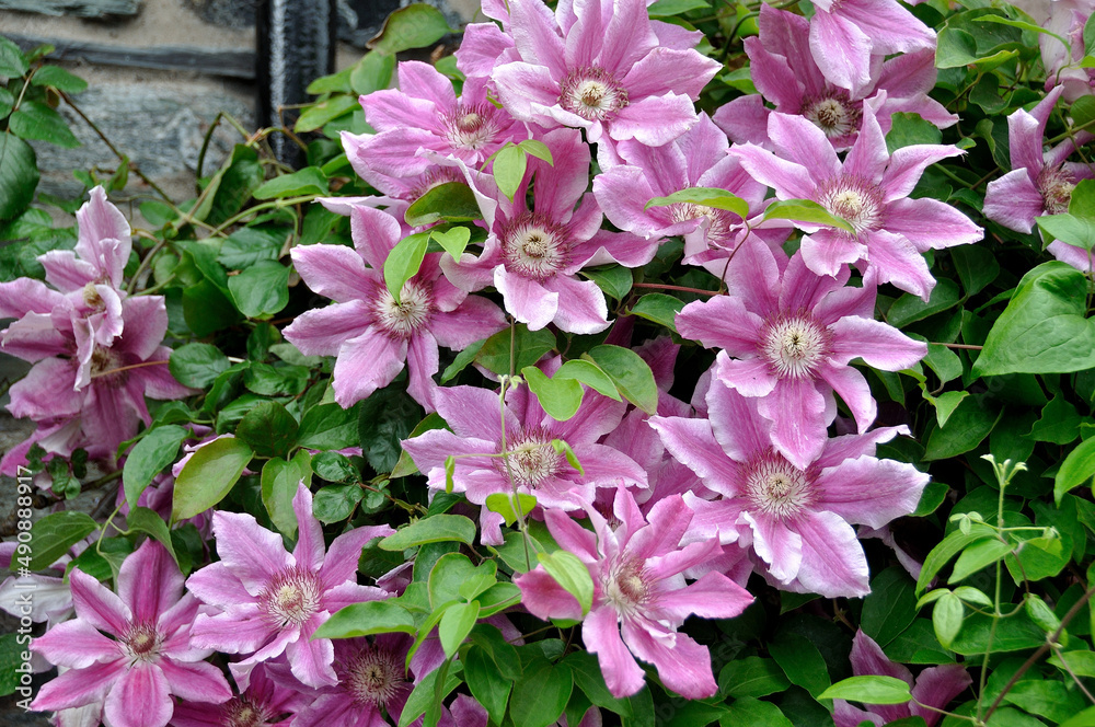 Naklejka premium Flowers