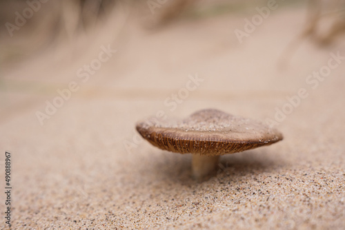 mushroom in the sand