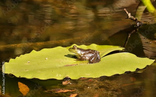 Cute Little Frog on a Lillypad Lower Suwanee NWR Florida photo