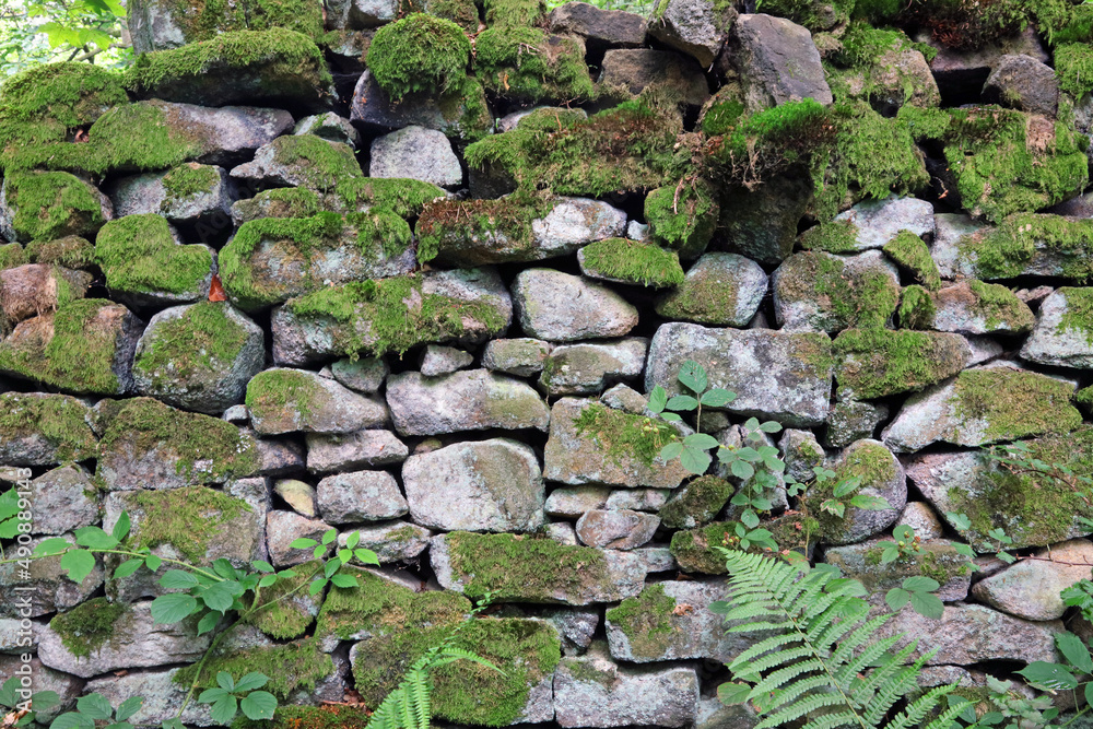Dry stone wall with moss and ferns, Derbyshire England
Dry stone wall with moss and ferns, Derbyshire England