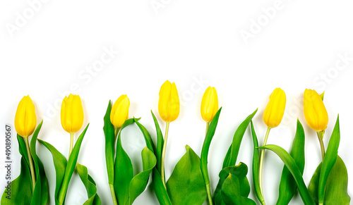 Yellow tulips on white background. Spring - poster with free text space.