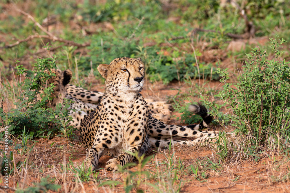 Fototapeta premium Gepard