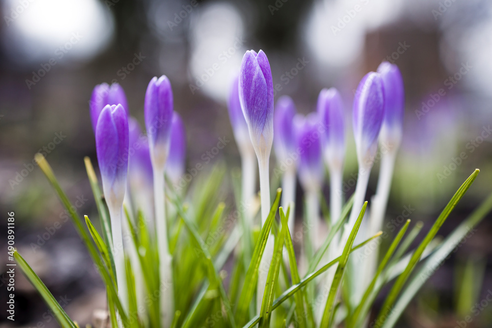 Purple Crocus Flowers in Spring.