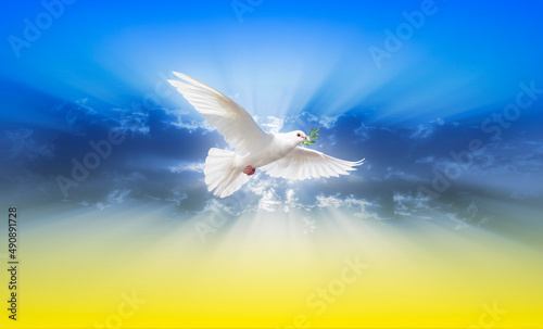 Dove of peace on the colors of the flag of Ukraine photo