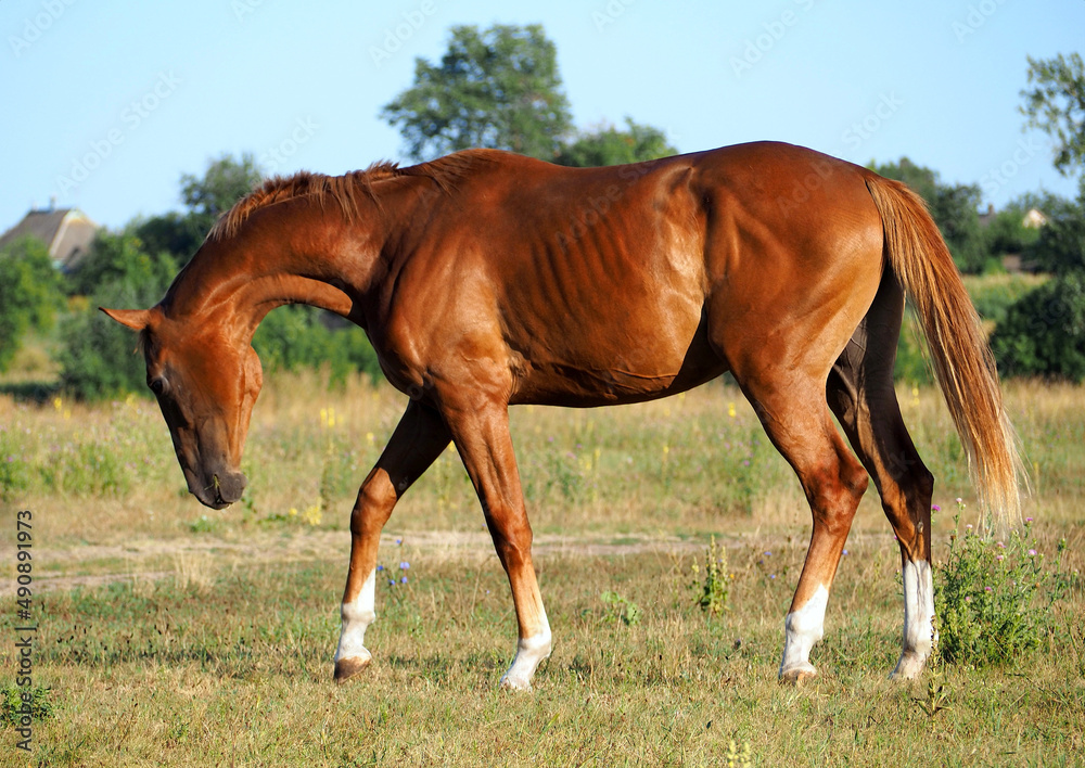 Fototapeta premium A pedigree chestnut horse steps on a meadow