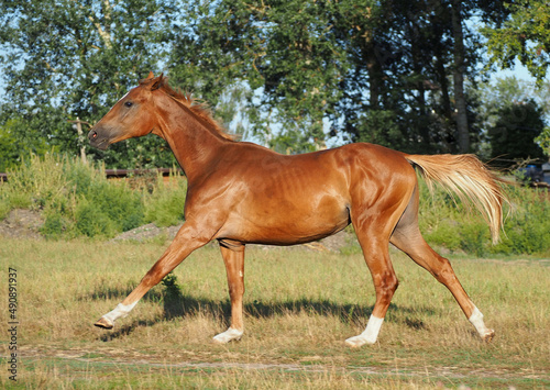 A pedigree chestnut horse grazes on to the meadow