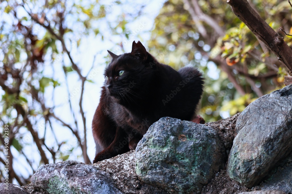 Obraz premium 耳がカットされている黒猫 凛々しい野良猫