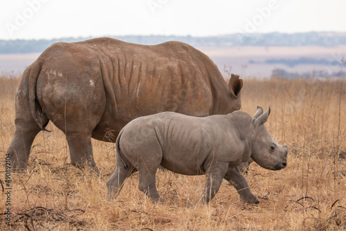 White rhino with calf  South Africa