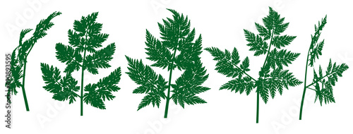 Hemlock leaf, wild plant. Vector illustration