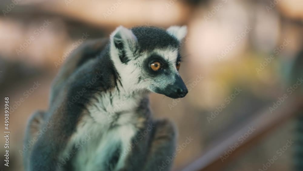 Portrait of lemur in national park. Lemuroidea. Portrait of lemur in national park. Lemuroidea.