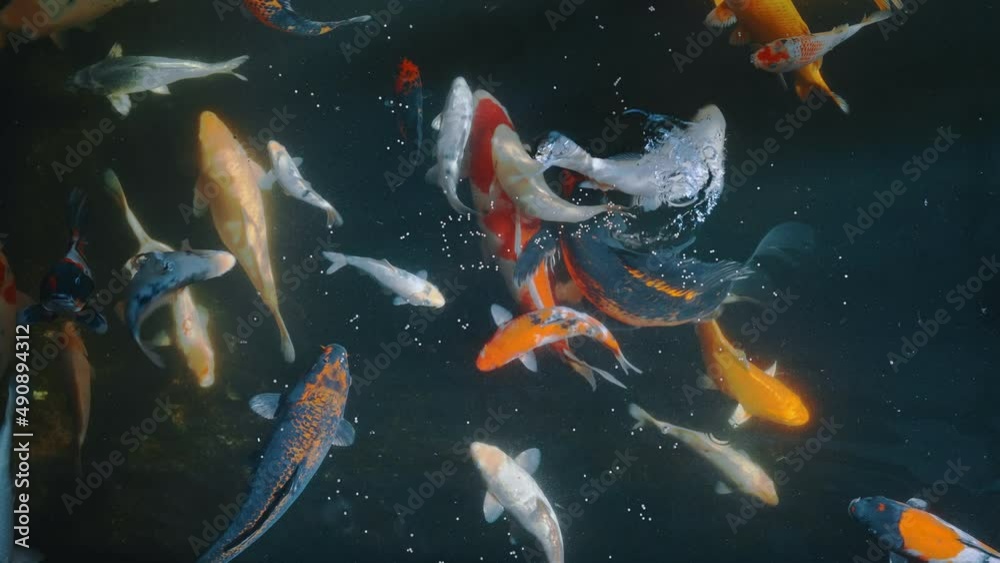 Lots of colorful hungry koi fishes.