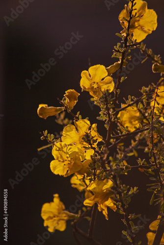 Photos Flowers of the Karoo Gold Rhigozum obovatum Burch 14656