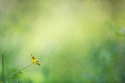 Lesser celandine flower (Ranunculus ficaria) against blurred background. Springtime in the garden.