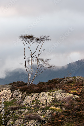 Lone silver birch tree on Holme Fell, a fell in the English Lake District in Cumbria, England. It is located between Coniston Water and Little Langdale.