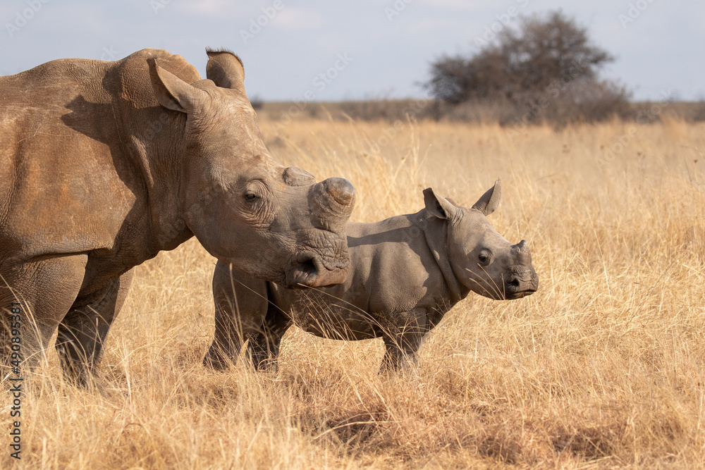 Obraz premium White rhino with calf, South Africa