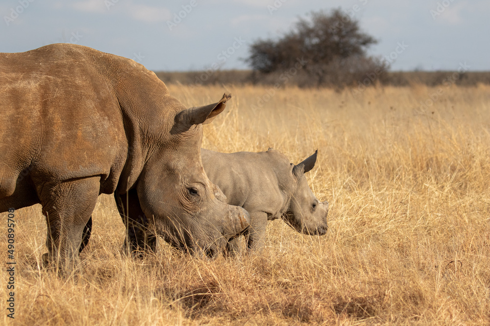 Obraz premium White rhino with calf, South Africa