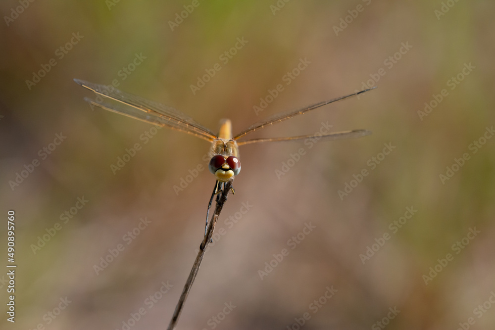 dragonfly on a leaf dragonfly on a leaf