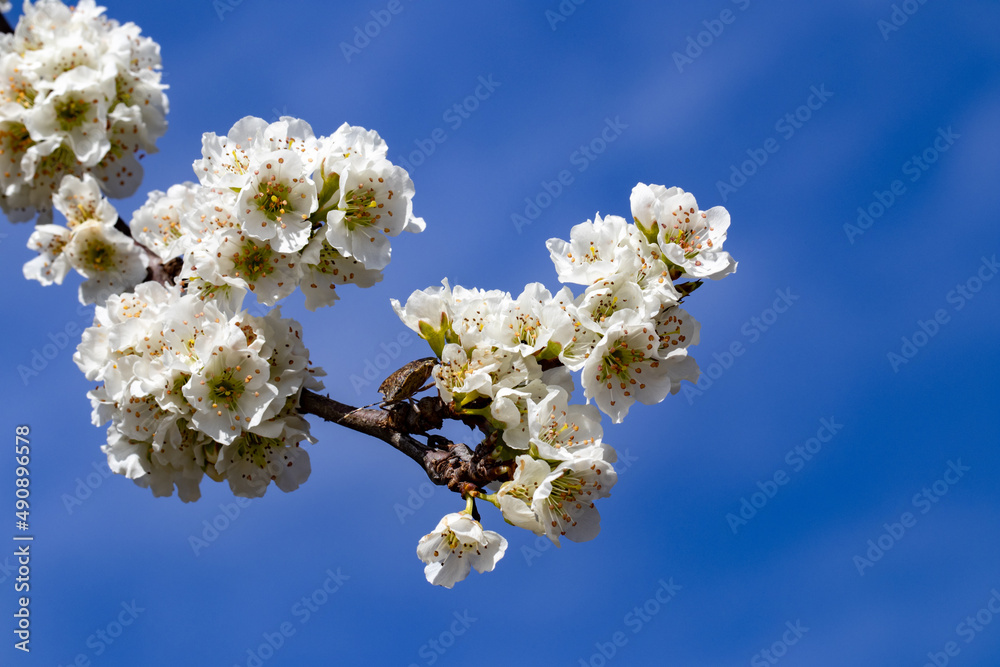 Flores brancas de uma arvore de amêndoas Flores brancas de uma arvore de amêndoas