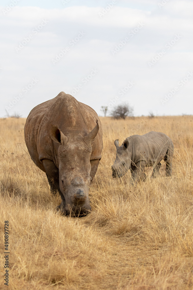White rhino with calf, South Africa White rhino with calf, South Africa