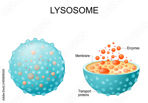 Lysosome. appearance, exterior and interior view. Cross section and Anatomy of the Lysosome photo