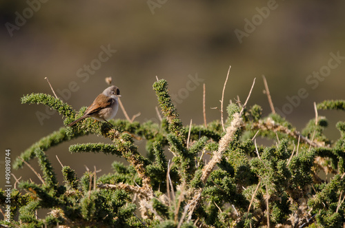 Spectacled warbler Sylvia conspicillata on a shrub of Adenocarpus viscosus. Las Nieves Natural Park. La Palma. Canary Islands. Spain. photo