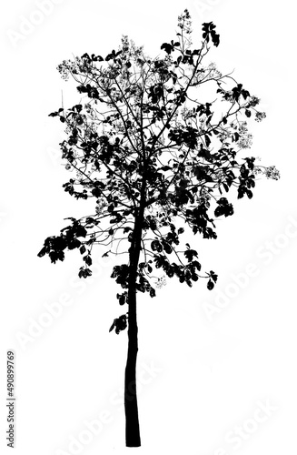 Teak tree isolated on white background