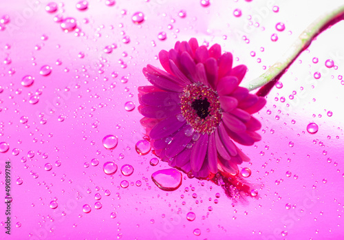 one purple gerbera on neon purple background, close angle, spring mood, flower