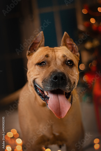 staffordshire terrier disabled dog christmas