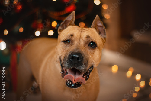 staffordshire terrier disabled dog christmas