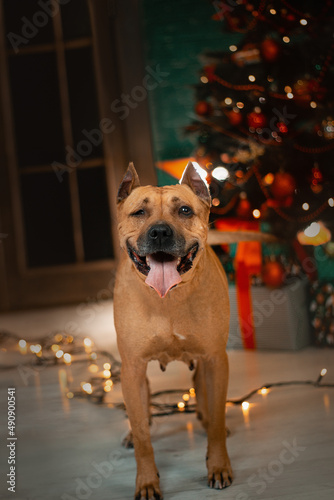 staffordshire terrier disabled dog christmas