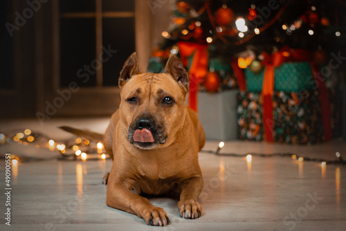 staffordshire terrier disabled dog christmas