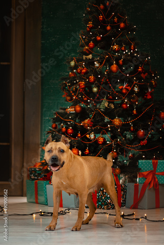 staffordshire terrier disabled dog christmas