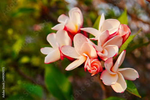   Plumeria   white-pink bouquet with both buds and blooming in the evening sunlight  floral background