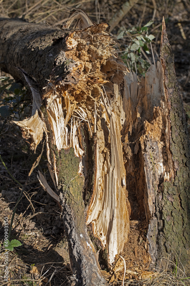 Storm. Broken tree stem. Forest. Kuinderbos. Kuinre. Noordoostpolder Netherlands. Storm. Broken tree stem. Forest. Kuinderbos. Kuinre. Noordoostpolder Netherlands.