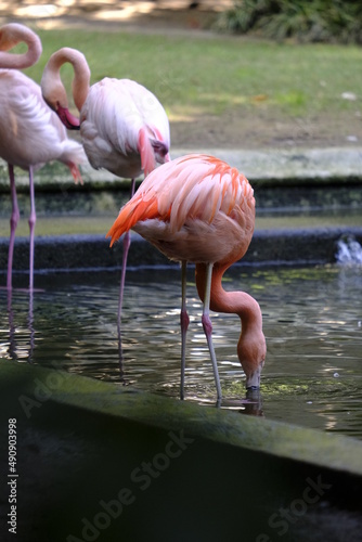 pink flamingos in water in a villa in the centre of the city