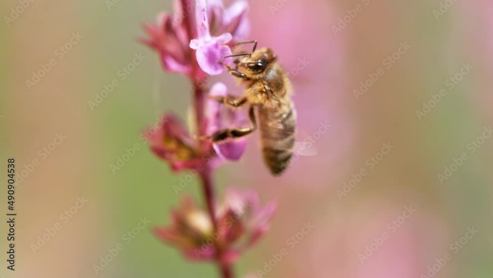 Close up of honey bee flying and collecting nectar pollen around garden sage flowers (salvia officinalis). Super slow motion filmed at 1000 fps. Close up of honey bee flying and collecting nectar pollen around garden sage flowers (salvia officinalis). Super slow motion filmed at 1000 fps.