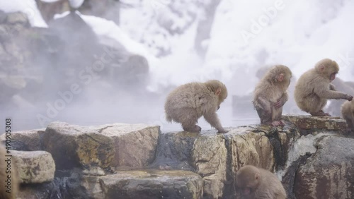 4k Troop of Japanese Macaques gather at geothermal hot pool photo