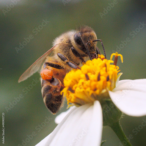 Abeille butinant, vue ventrale de trois-quarts, posée sur un capitule jaune entouré de bractées blanches, un sac de pollen est accroché à sa patte arrière photo