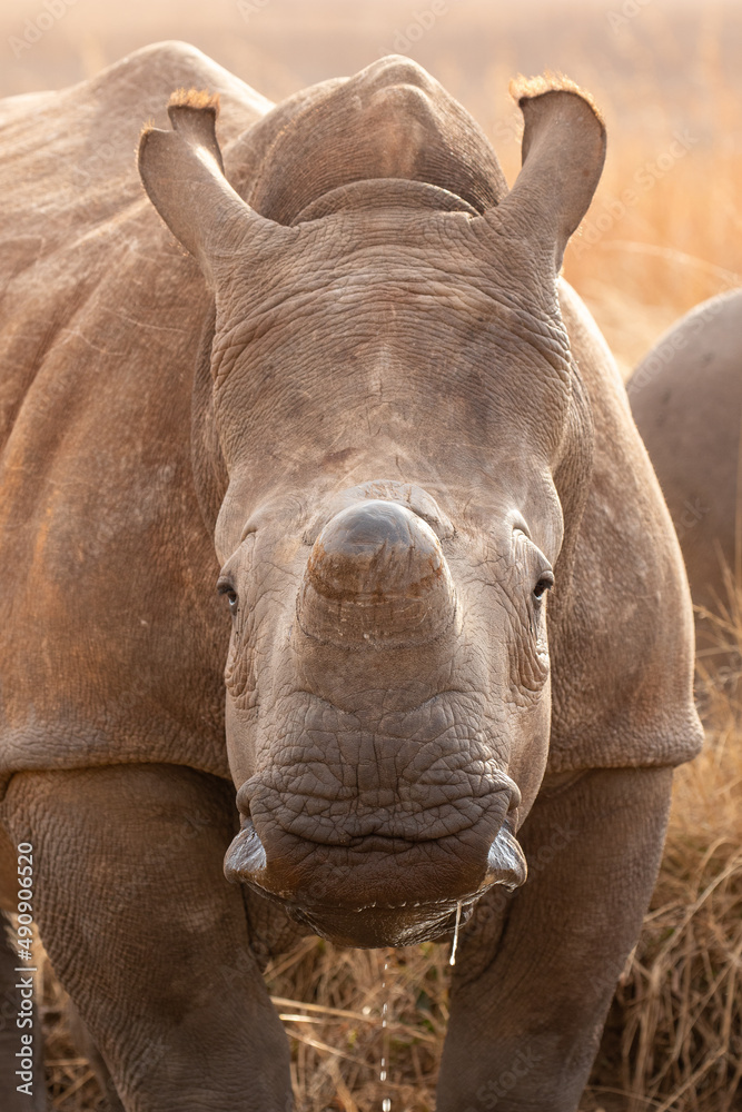Fototapeta premium Dehorned White Rhino, South Africa