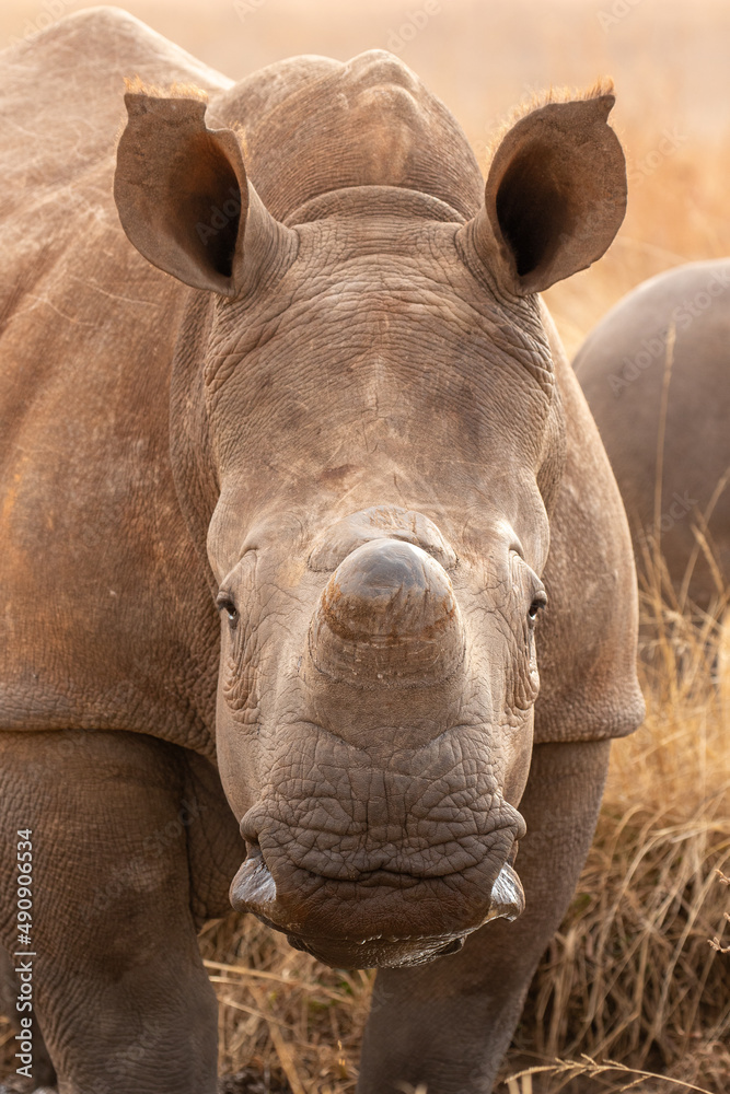 Fototapeta premium Dehorned White Rhino, South Africa