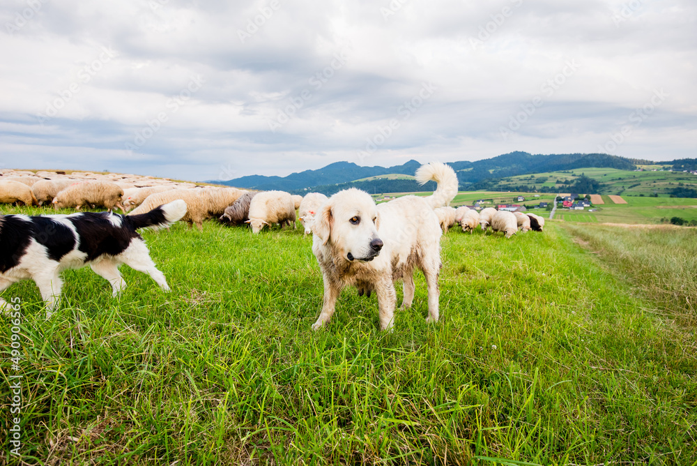 Fototapeta premium Herd of sheep on beautiful mountain meadow. Grywałd, Pieniny, Poland.
