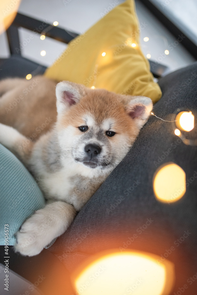custom made wallpaper toronto digitalCute akita inu puppy dog lies on a chair among colored pillows and burning lights. Cozy winter	