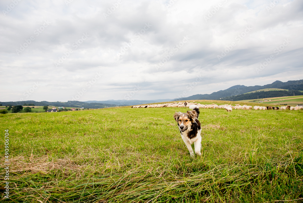 Fototapeta premium Herd of sheep on beautiful mountain meadow. Grywałd, Pieniny, Poland.
