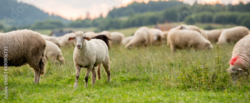 Herd of sheep on beautiful mountain meadow. Grywałd, Pieniny, Poland. photo