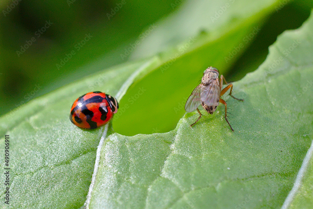 Une coccinelle rouge à motifs noirs, vue dorsale, se tient au voisinage d'une mouche grise, vue de l'arrière, sur la même feuille Une coccinelle rouge à motifs noirs, vue dorsale, se tient au voisinage d'une mouche grise, vue de l'arrière, sur la même feuille