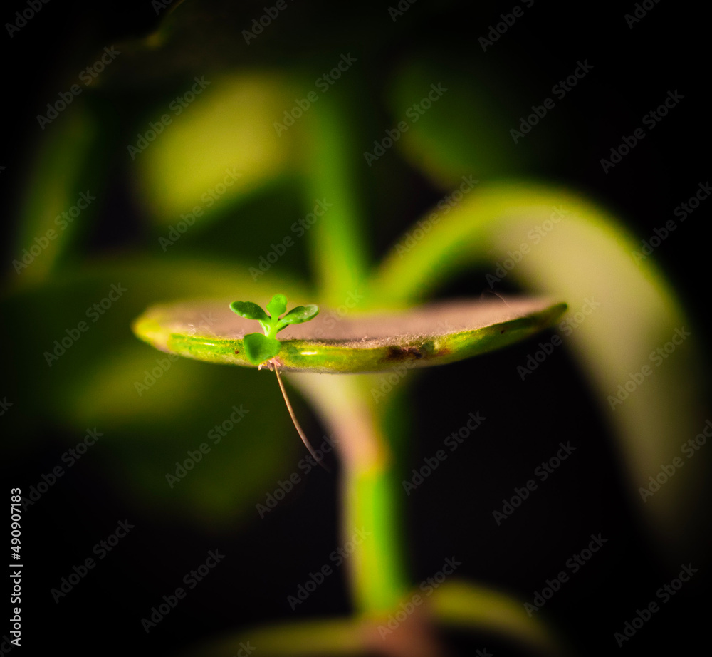 frog on leaf frog on leaf