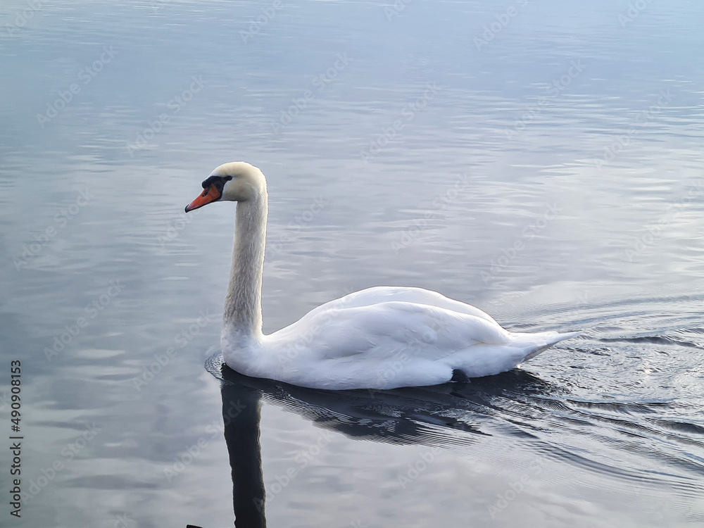 swan on the water swan on the water