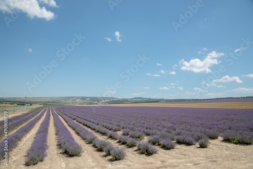 Large spacious lavender field ready for harvest. Lavender flowers against the summer sky.