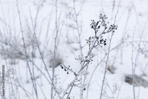 Dry branches of grass and flowers on a winter snowy field. Seasonal cold nature background. Winter landscape details. Wild plants frozen and covered with snow and ice in meadow © paralisart